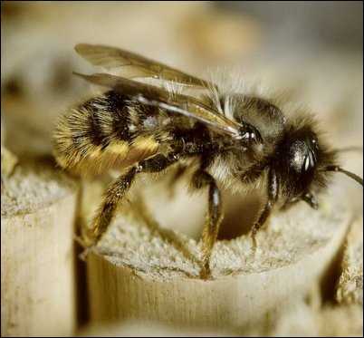 Orchard mason bee beneficial bugs