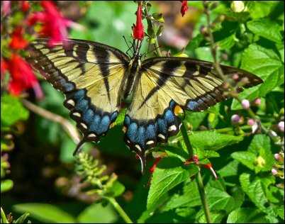 tiger swallowtail beneficial bugs