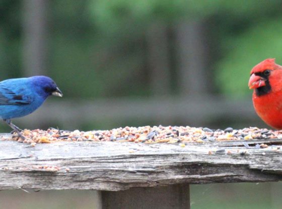 Backyard Bird Feeding On The Homestead - Homestead.org Backyard bird feeding - Backyard Bird Feeding On The Homestead - Homestead.org