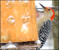 Red-bellied woodpecker