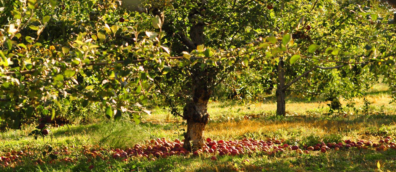 Johnny Appleseed The Myth and the Man