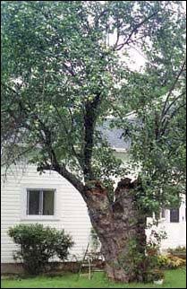 Johnny Appleseed tree
