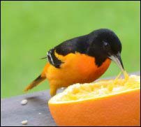 Baltimore Oriole