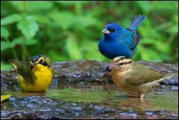 Left to Right: & Kentucky Warbler (male), Indigo Bunting (male) & Worm-eating Warbler