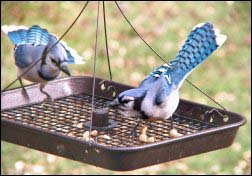 Blue Jays