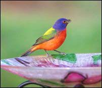 painted-bunting