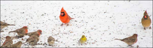 backyard bird feeding