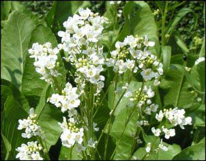 Armoracia rusticana flower horseradish