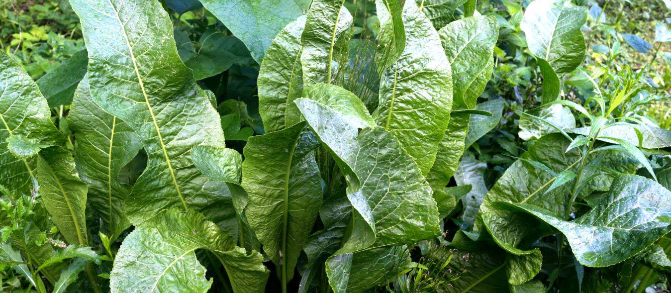 growing horseradish alternative crop
