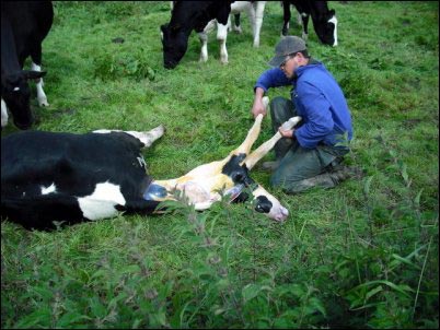 calf pulling