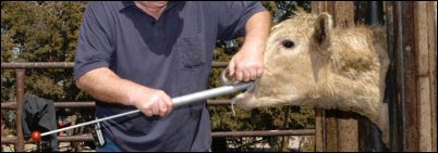 bolus gun, bolus gun, homesteading animal first aid
