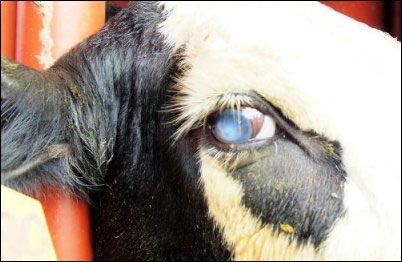bovine pinkeye, homesteading animal first aid