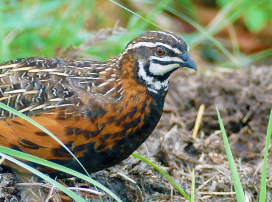 Quail Crazy: Raising Coturnix Quail on the Homestead - Homestead.org
