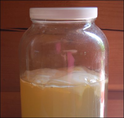 jun scoby, Make your own Fermented Drinks, Make your own kombucha, Make your own kefir, homesteading, homestead