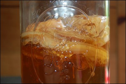 kombucha scoby, Make your own Fermented Drinks, Make your own kombucha, Make your own kefir, homesteading, homestead