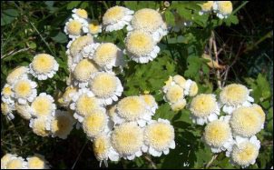 chamomile flowers, chamomile growing tips, facts about chamomile, chamomile fun facts, chamomile history