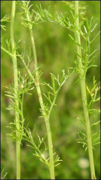 chamomile flowers, chamomile growing tips, facts about chamomile, chamomile fun facts, chamomile history