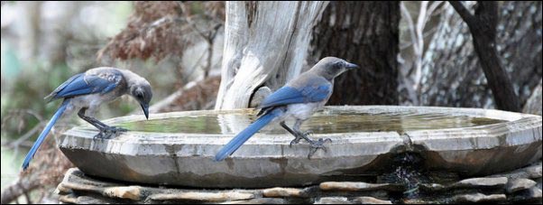scrub jay in birdbaths, Becoming a Certified Wildlife Habitat, homesteading, homestead, creating Wildlife Habitat