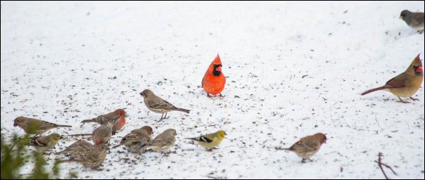 Northern Cardinals and various finch varieties., colorful birds eating in snow, Becoming a Certified Wildlife Habitat, homesteading, homestead, creating Wildlife Habitat