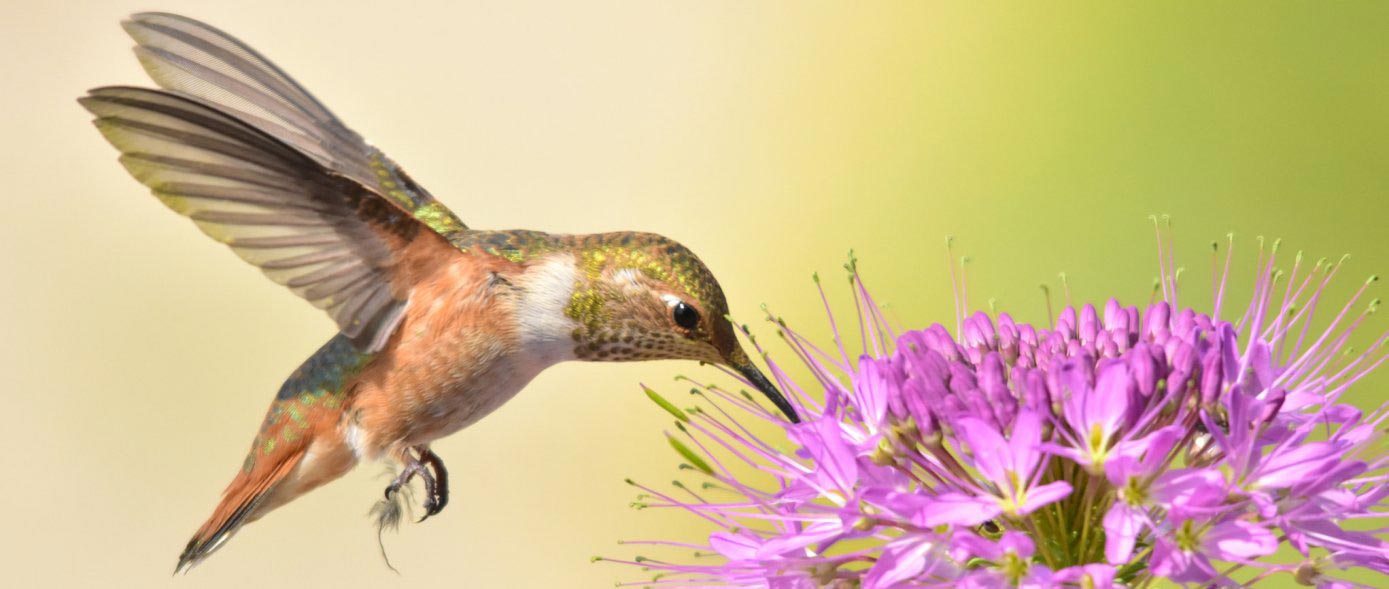 Becoming a Certified Wildlife Habitat, homesteading, homestead, creating Wildlife Habitat