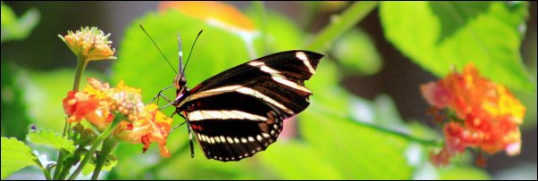 Zebra Longwing Butterfly, Becoming a Certified Wildlife Habitat, homesteading, homestead, creating Wildlife Habitat