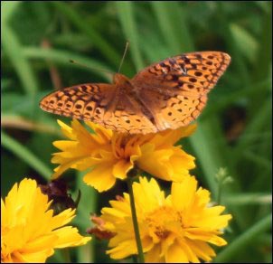 Great-Spangled-Frittilary-on-Coreopsis, Growing a Butterfly Garden, Host Plants to Attract Butterflies, Attracting butterflies with host plants, raising butterflies for profit, homesteading, homestead