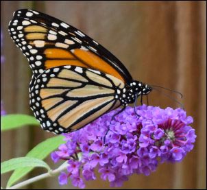 Monarch butterfly on purple flowers, milkweed tussock caterpillar, Growing a Butterfly Garden, Host Plants to Attract Butterflies, Attracting butterflies with host plants, raising butterflies for profit, homesteading, homestead