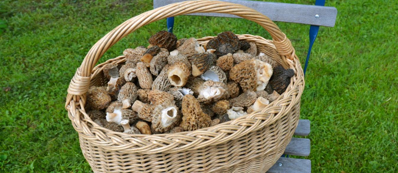 Wicker basket of morel mushrooms, morel hunters, Hunting Morels, Foraging for Morel Mushrooms, morel mushrooms, how to find morels, morel hunting for beginners, homesteading, homestead