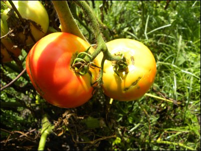 By embracing the Rutgers tomatoes and Brandywine tomatoes, we have, it seems, accidentally stumbled upon the best tomatoes to grow on the homestead, homesteading