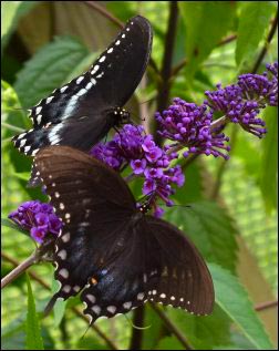 Black swallowtail butterflies enjoying nectar, Growing a Butterfly Garden, Host Plants to Attract Butterflies, Attracting butterflies with host plants, raising butterflies for profit, homesteading, homestead