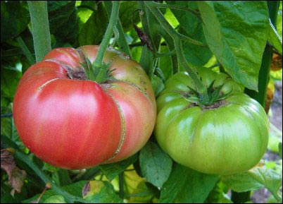 By embracing the Rutgers tomatoes and Brandywine tomatoes, we have, it seems, accidentally stumbled upon the best tomatoes to grow on the homestead, homesteading