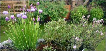 chives-rosemary-thyme-container-herbs, Make Money With Specialty Herbs and Cut Flowers, make money with specialty herbs, cut and come again flowers, make money with herbs, start an herb business successful cut flower business, homesteading, homestead