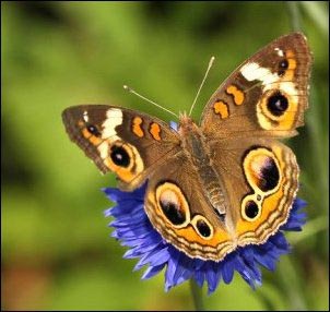 The common buckeye's eyespots are quite deceiving to predators. Growing a Butterfly Garden, Host Plants to Attract Butterflies, Attracting butterflies with host plants, raising butterflies for profit, homesteading, homestead