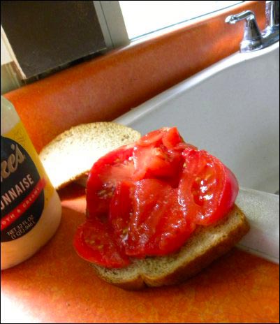 Tomato sandwich duke's mayonnaise, By embracing the Rutgers tomatoes and Brandywine tomatoes, we have, it seems, accidentally stumbled upon the best tomatoes to grow on the homestead, homesteading