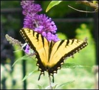tiger swallowtail butterflies enjoying nectar, Growing a Butterfly Garden, Host Plants to Attract Butterflies, Attracting butterflies with host plants, raising butterflies for profit, homesteading, homestead