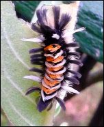 milkweed tussock caterpillar, Growing a Butterfly Garden, Host Plants to Attract Butterflies, Attracting butterflies with host plants, raising butterflies for profit, homesteading, homestead