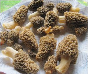 washed morel mushrooms, Hunting Morels, Foraging for Morel Mushrooms, morel mushrooms, how to find morels, morel hunting for beginners, homesteading, homestead, Can I Grow My Own Morels