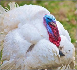 Broad-breasted-White-Turkey, raise heritage turkeys, small-scale turkey farming, heritage turkey breeds, holiday cash, homesteading, homestead