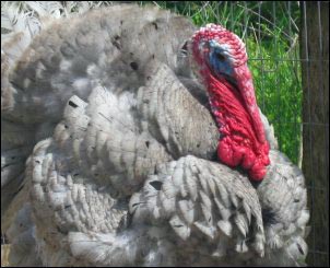 blue slate turkey, raise heritage turkeys, small-scale turkey farming, heritage turkey breeds, holiday cash, homesteading, homestead