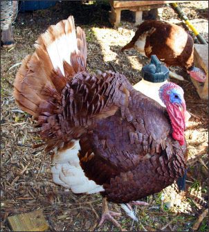 bourbon-red-turkey, raise heritage turkeys, small-scale turkey farming, heritage turkey breeds, holiday cash, homesteading, homestead