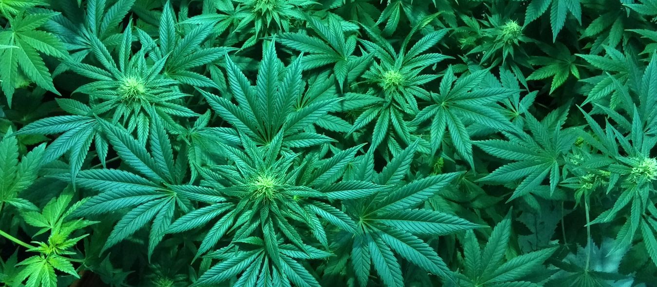 Cannabis, Cannabis 101, What is THC, What is Cannabis, Cooking with Cannabis, homesteading, homestead
