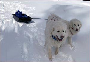 dogs-hauling-water-in-snow, homesteading-with-dog