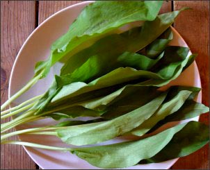 bear garlic, Early Spring Wild Edibles, forage for wild edibles, Forage for Early Spring Wild Edibles, go foraging, homesteading, homestead