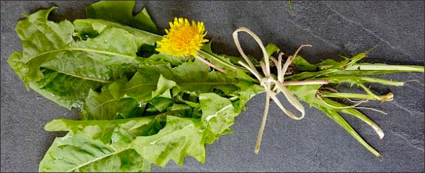 dandelion, Early Spring Wild Edibles, forage for wild edibles, Forage for Early Spring Wild Edibles, go foraging, homesteading, homestead
