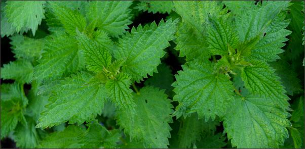 nettle, Early Spring Wild Edibles, forage for wild edibles, Forage for Early Spring Wild Edibles, go foraging, homesteading, homestead
