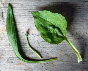 plantain, Early Spring Wild Edibles, forage for wild edibles, Forage for Early Spring Wild Edibles, go foraging, homesteading, homestead