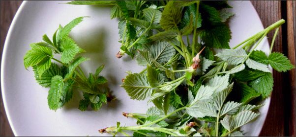 raspberry-leaf, Early Spring Wild Edibles, forage for wild edibles, Forage for Early Spring Wild Edibles, go foraging, homesteading, homestead