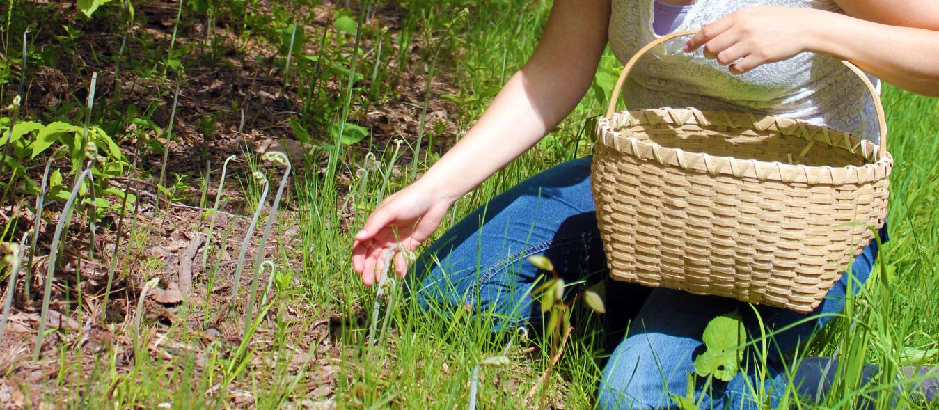 Early Spring Wild Edibles, forage for wild edibles, Forage for Early Spring Wild Edibles, go foraging, homesteading, homestead