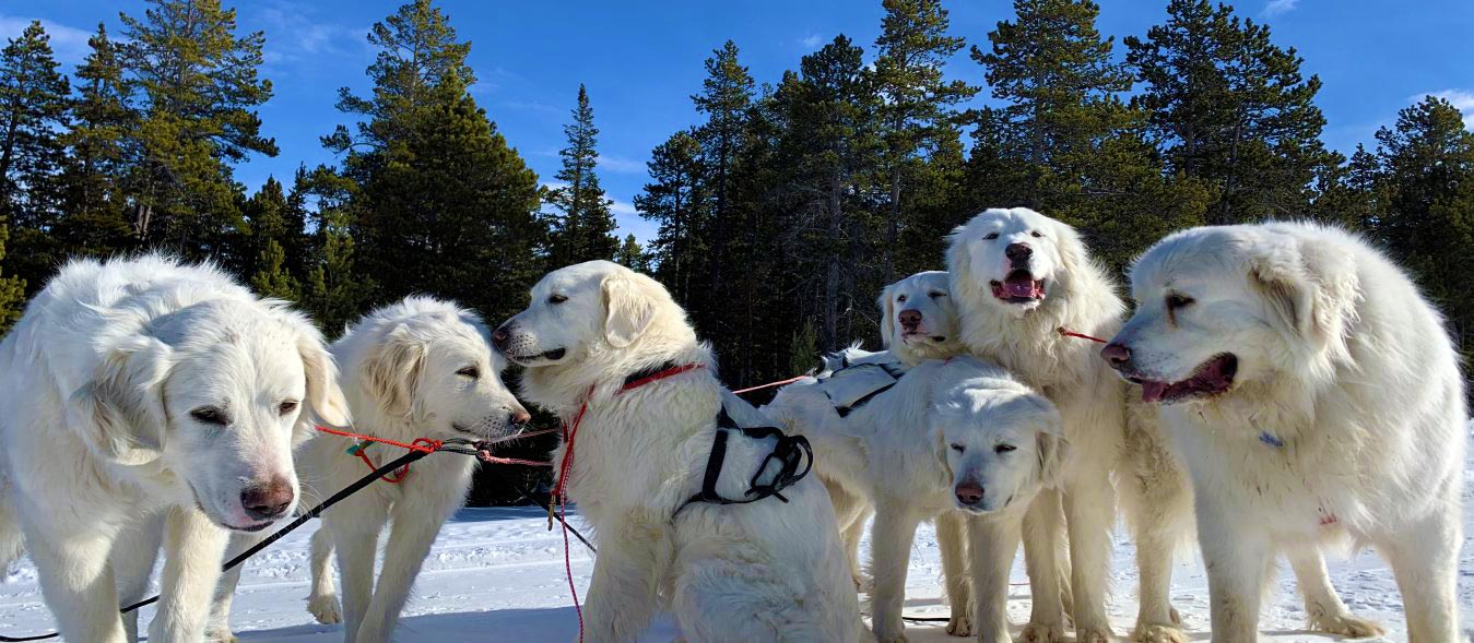 homesteading-with-dogs, Using Dogs to Help Around the Homestead