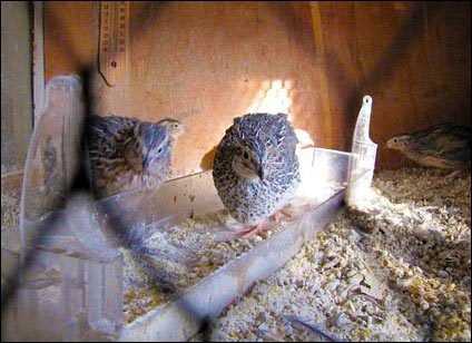raising quail, small-scale quail farming, popular quail breeds, Japanese quail, Bobwhite quail, homesteading